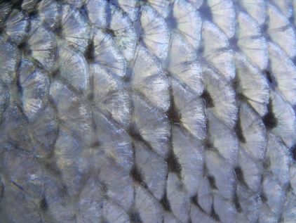 Fish_skin